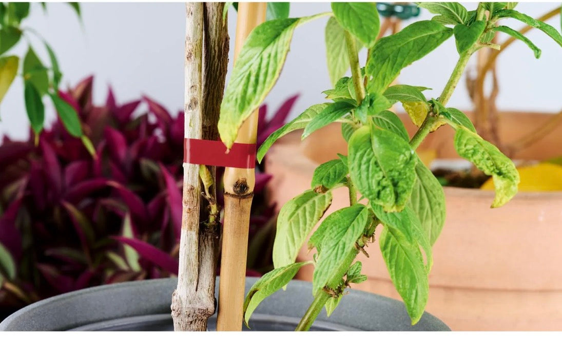 parkside Plant tying pliers